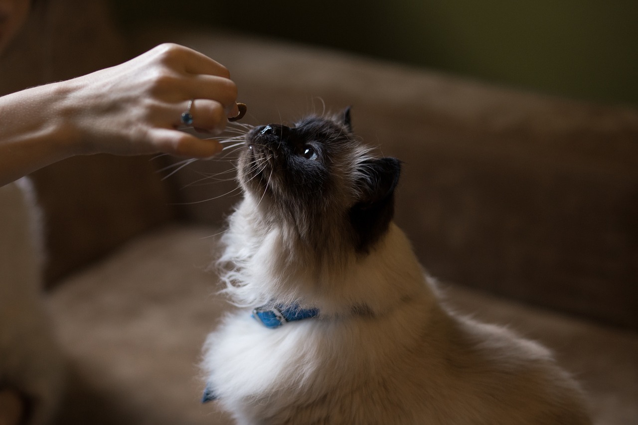 5 лучших Wi-Fi камер для кормления домашних животных, которые вы можете купить 10