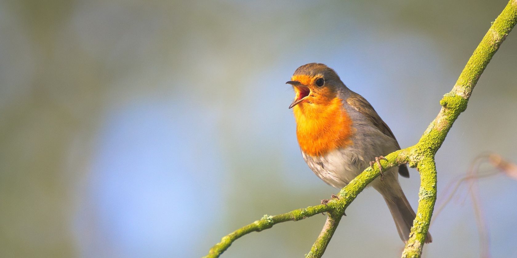 robin singing on branch