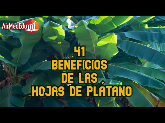 Cargador de hojas de plátano: 5 beneficios sorprendentes en 2025