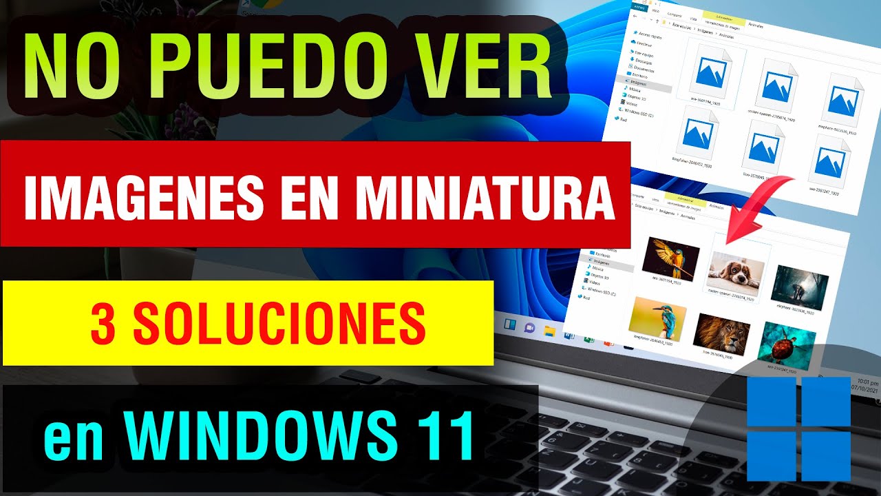 No se ven las imágenes en miniatura Windows 11: 5 soluciones rápidas