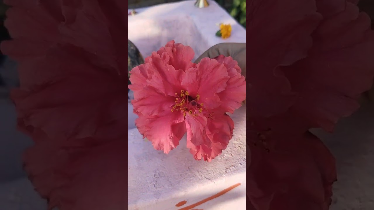 Picwoxs: 7 consejos clave para mejorar tu experiencia en 2025